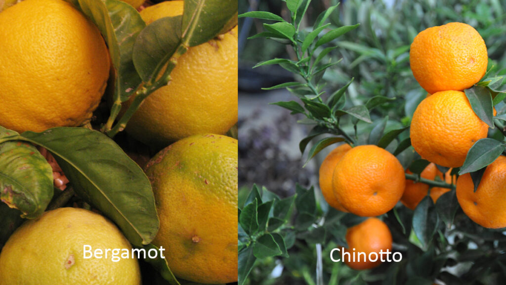bergamot and chinotto orange comparison.