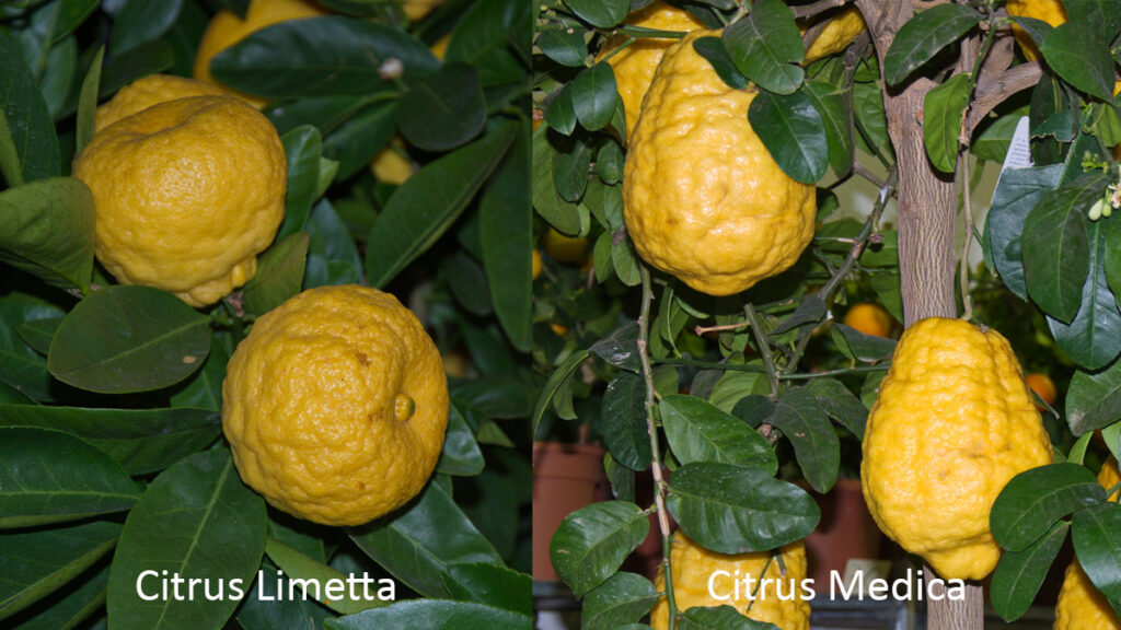 Sweet Lemon (Citrus Limetta) and Etrog Fruit (Citrus Medica) side-by-side comparison.