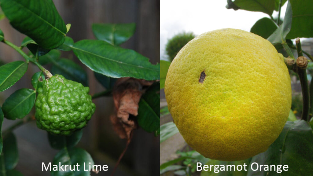 Thai Bergamot (citrus hystrix) and Bergamot Orange (citrus bergamia) side-by-side comparison.