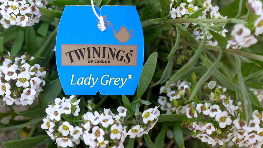 Twinings Lady Grey (International Blend) branding.