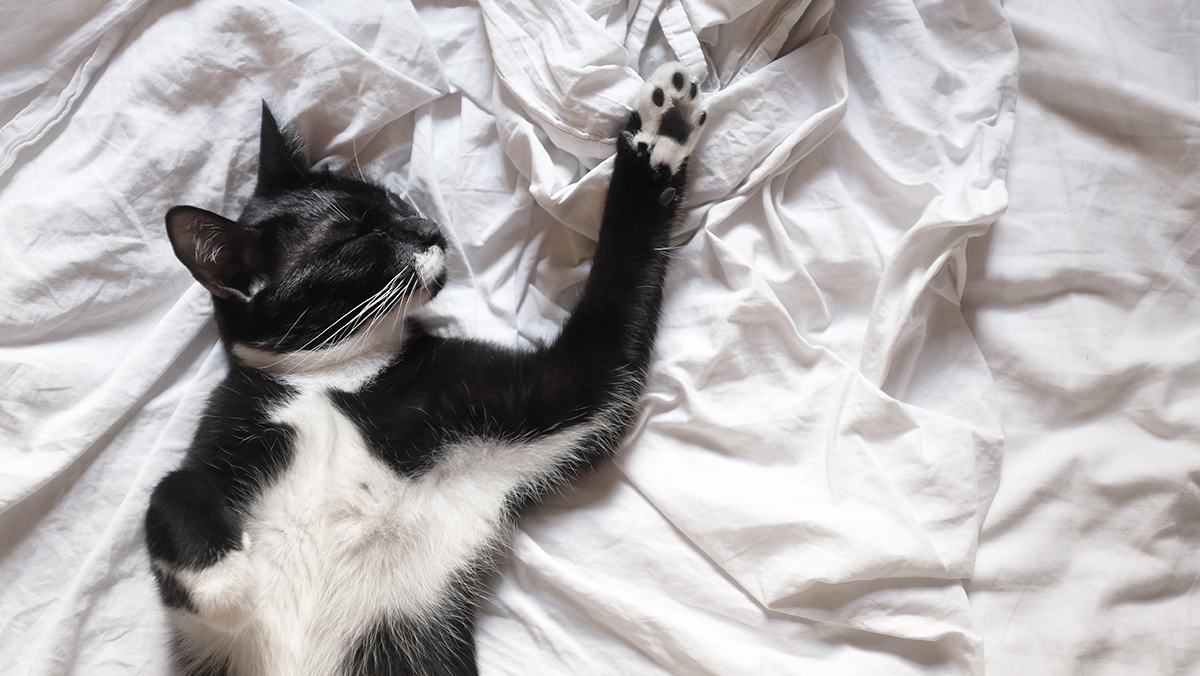 Is Earl Grey Tea Good for Sleep?